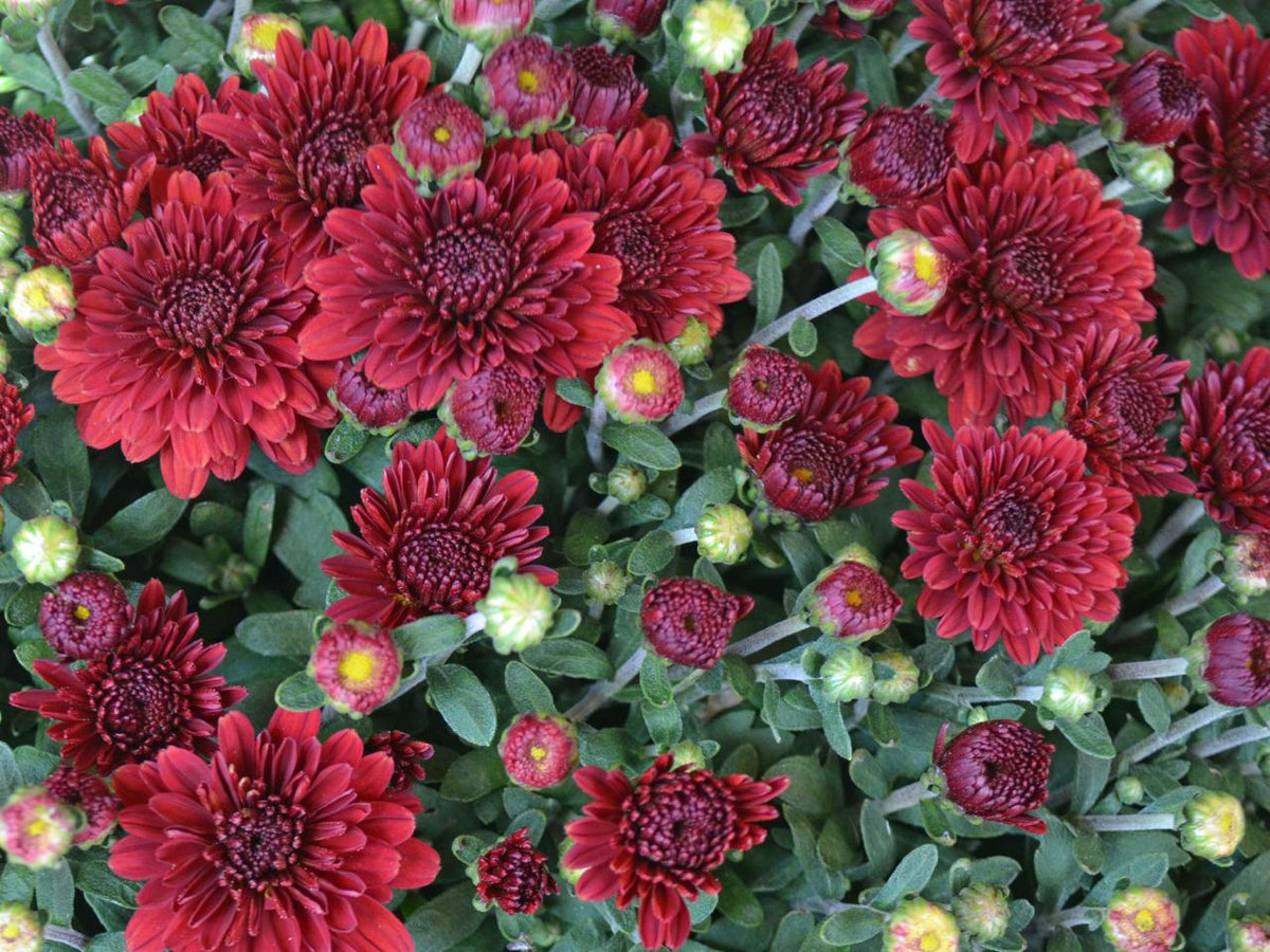 9" Hardy Mum