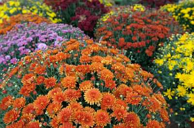 Fall Flowers