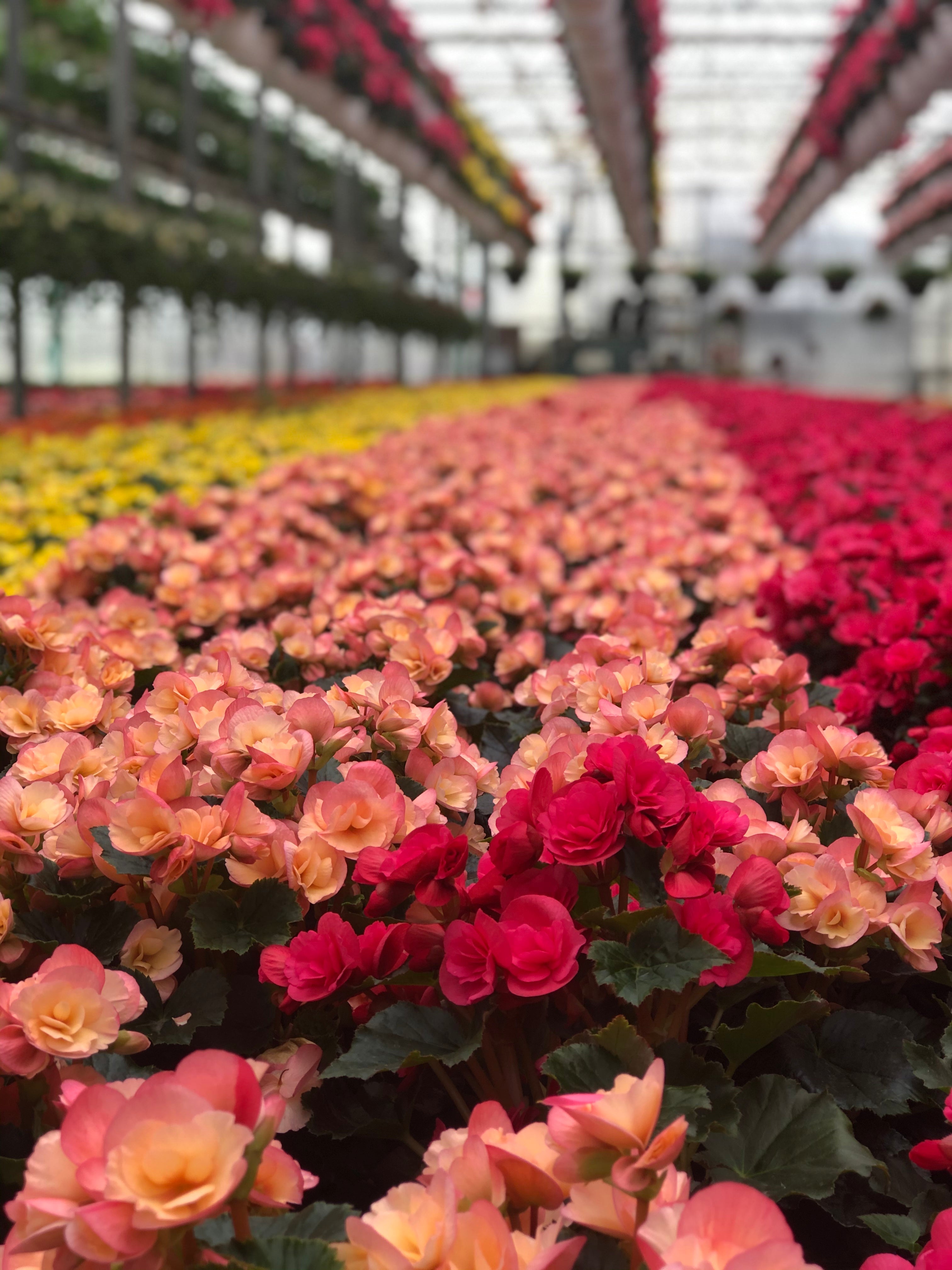 Annuals
