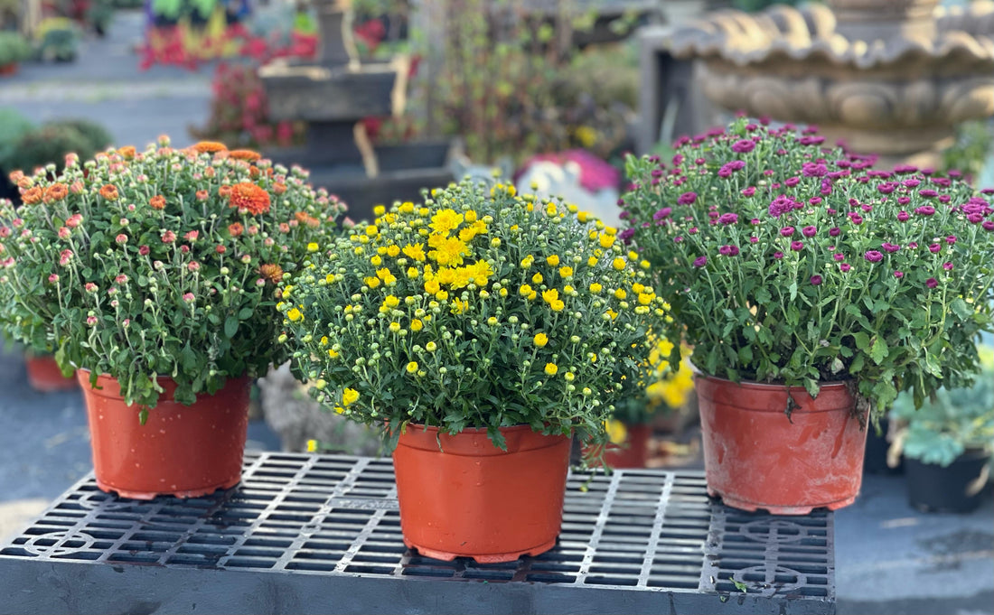 9" Hardy Mum