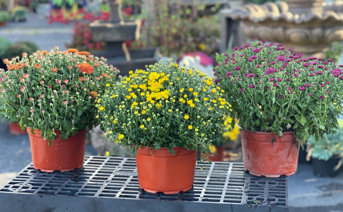 9" Hardy Mum
