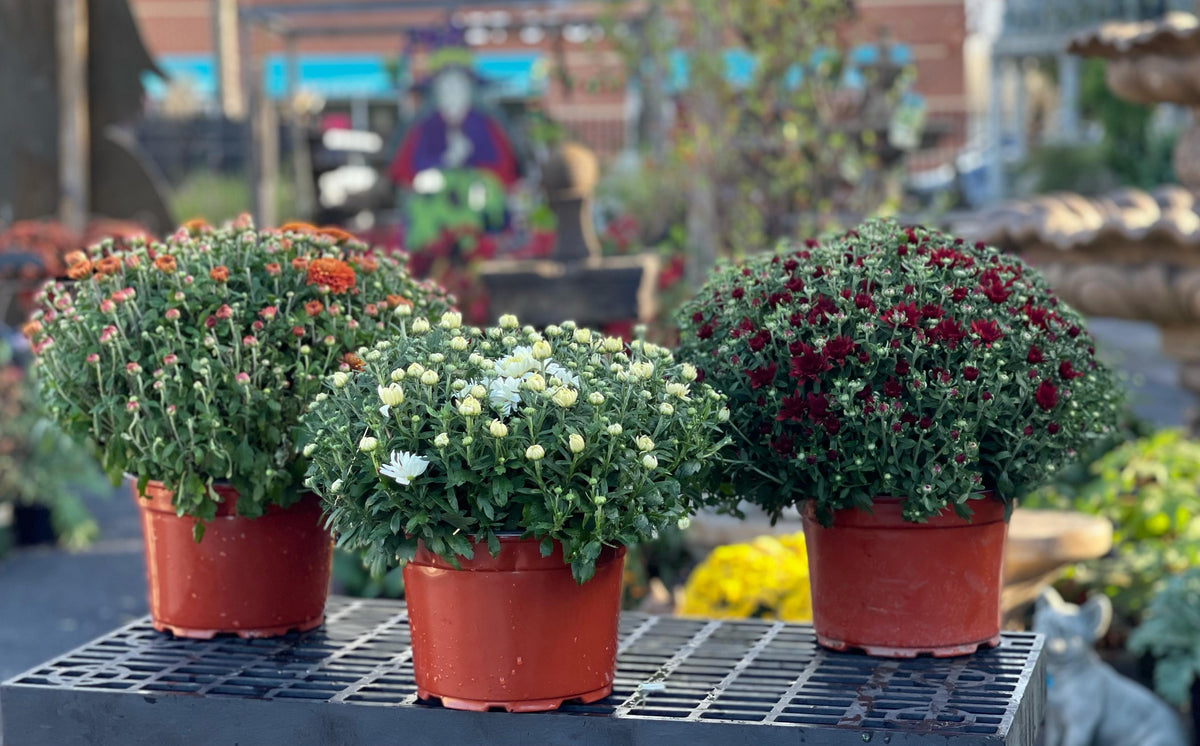 9" Hardy Mum