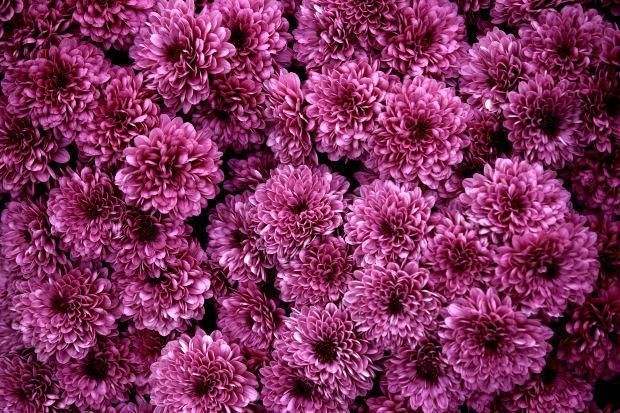 9" Hardy Mum