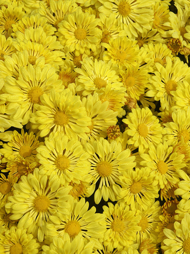9" Hardy Mum