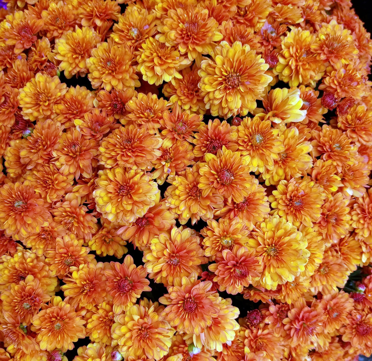 9" Hardy Mum